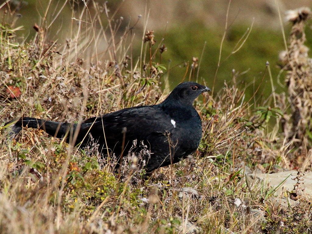 image Caucasian Grouse
